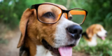 Smart Pet Gadgets for Stress Relief and Anxiety Management